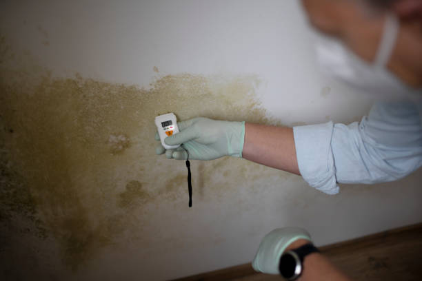 Best Bathroom Mold Remediation in Springdale, PA
